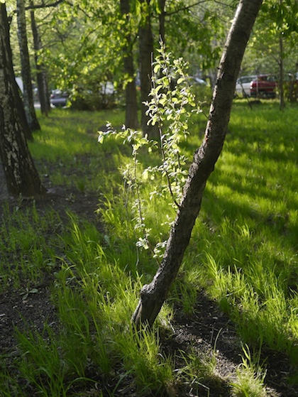 Алексеевский район