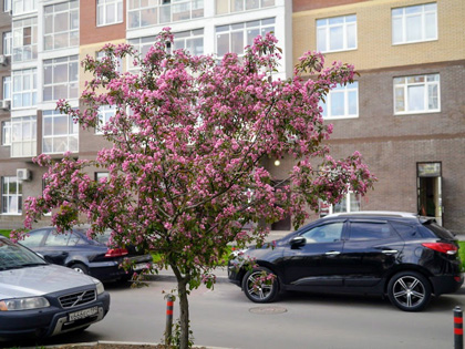 Коммунарка