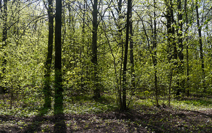 Останкинский район