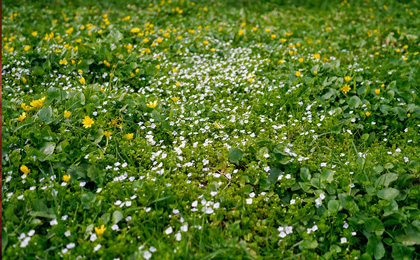 Останкинский район